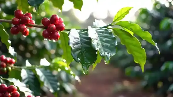 Ripe red coffee cherries on a branch moving slightly in a morning breeze
